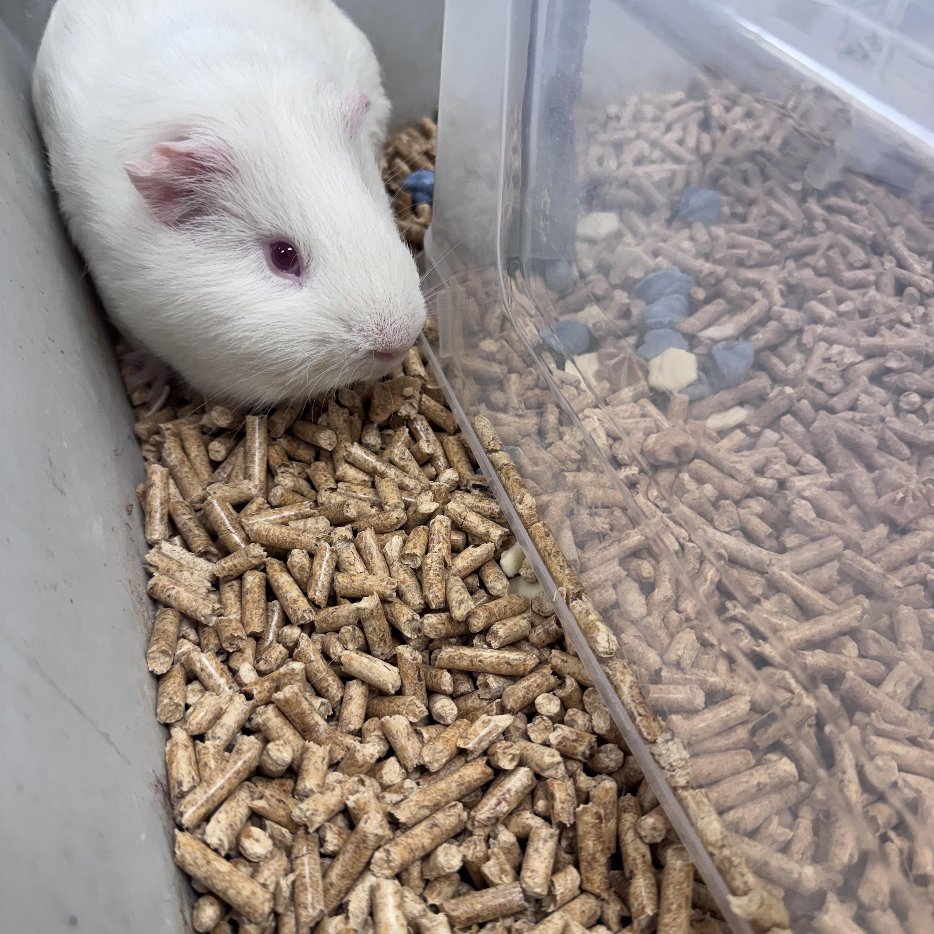 Enlarge Vanilla, a ADOPTABLE Guinea Pig in Logan, OH image 1/1