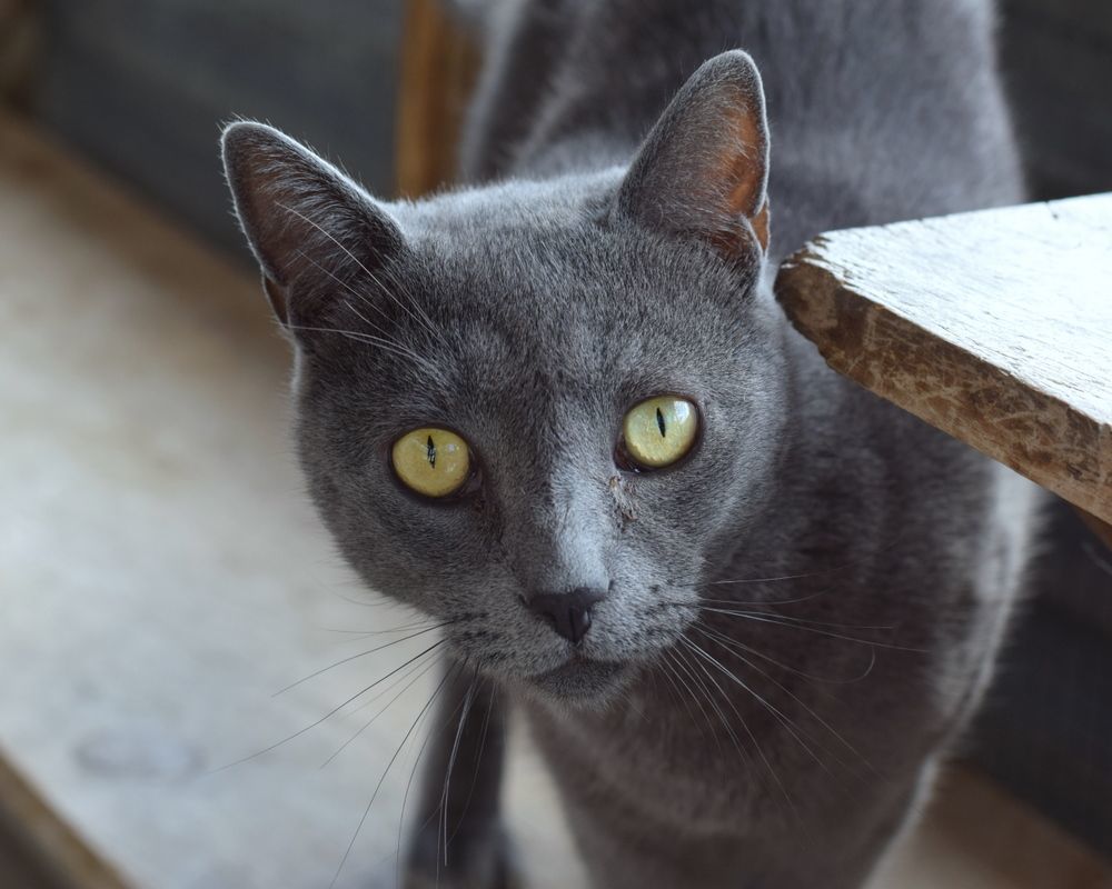 Hunter 1