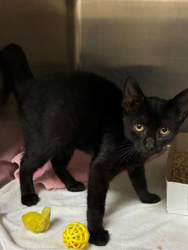 Enlarge Stewart, a Adoptable Domestic Short Hair in Disputanta, VA image 1/2