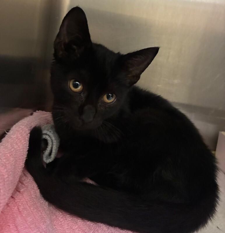 Enlarge Stewart, a Adoptable Domestic Short Hair in Disputanta, VA image 2/2