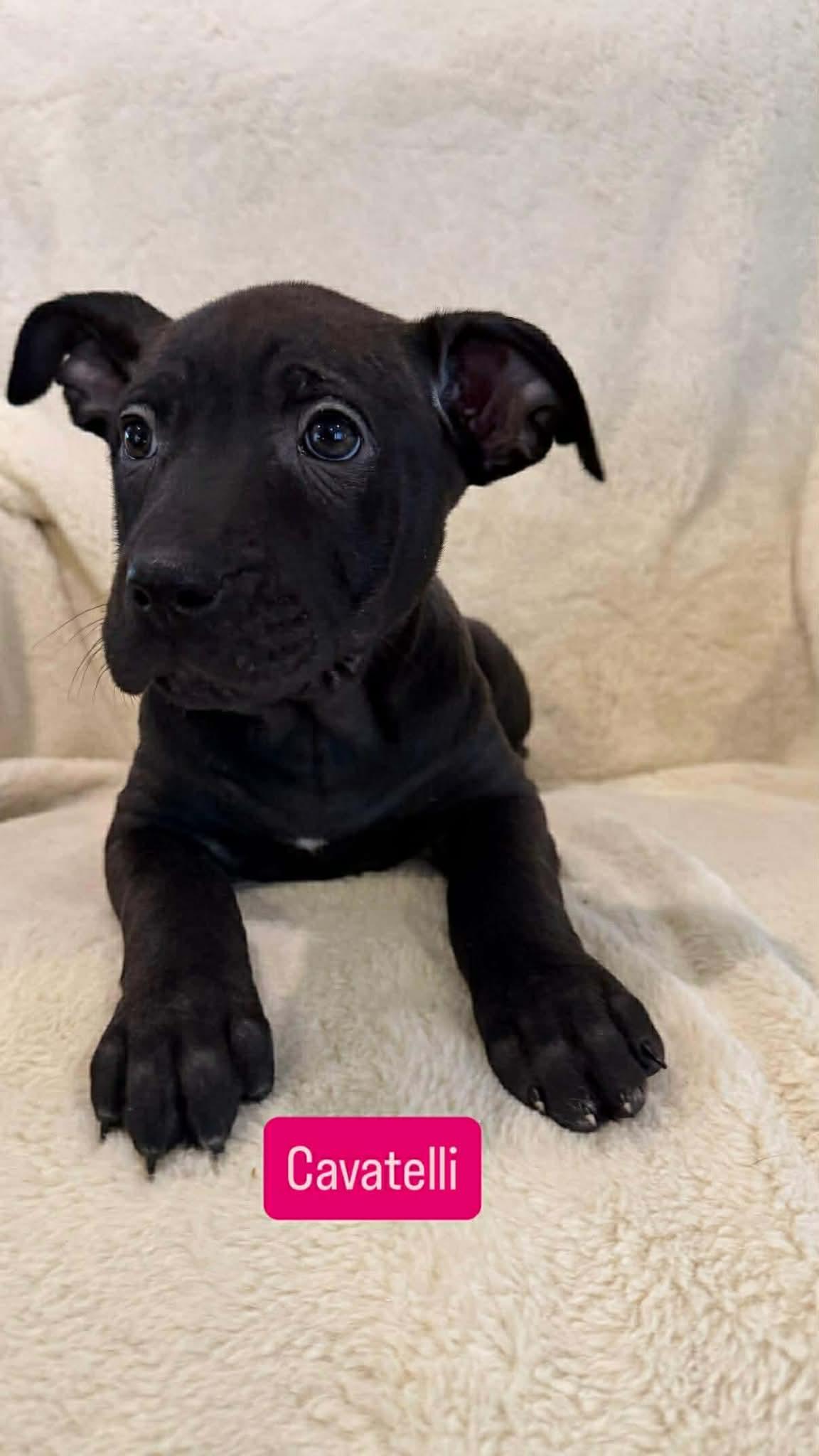 Cavatelli, an adoptable Pit Bull Terrier in Wichita Falls, TX image 3/6