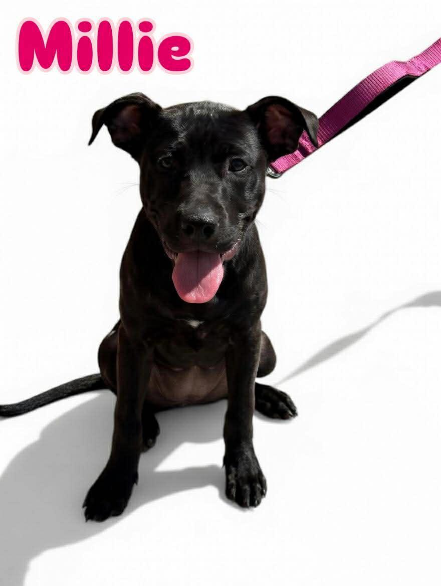 Enlarge Millie, an adoptable Pit Bull Terrier in Wichita Falls, TX image 1/2