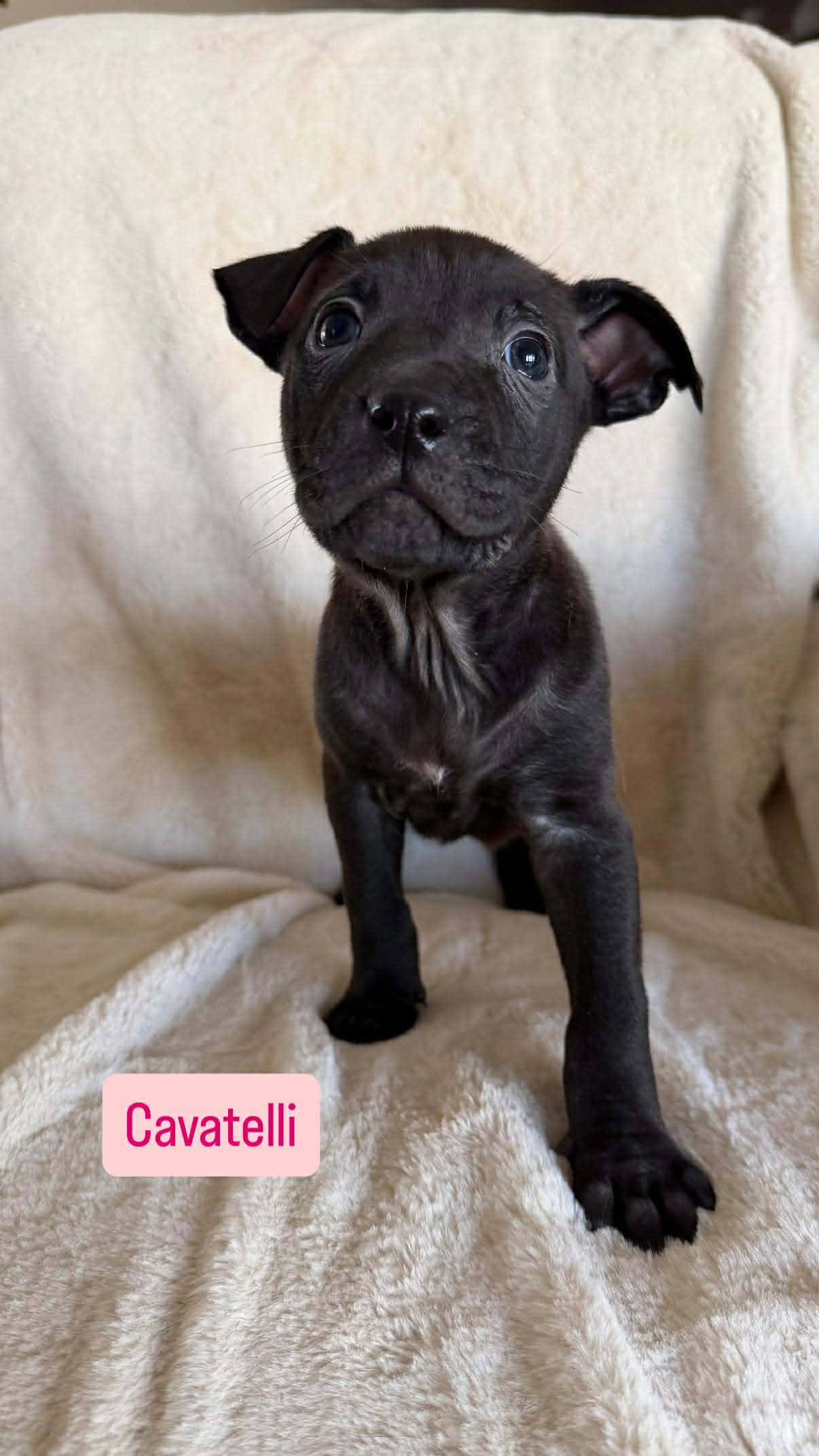 Cavatelli, a ADOPTABLE Pit Bull Terrier in Wichita Falls, TX image 2/3