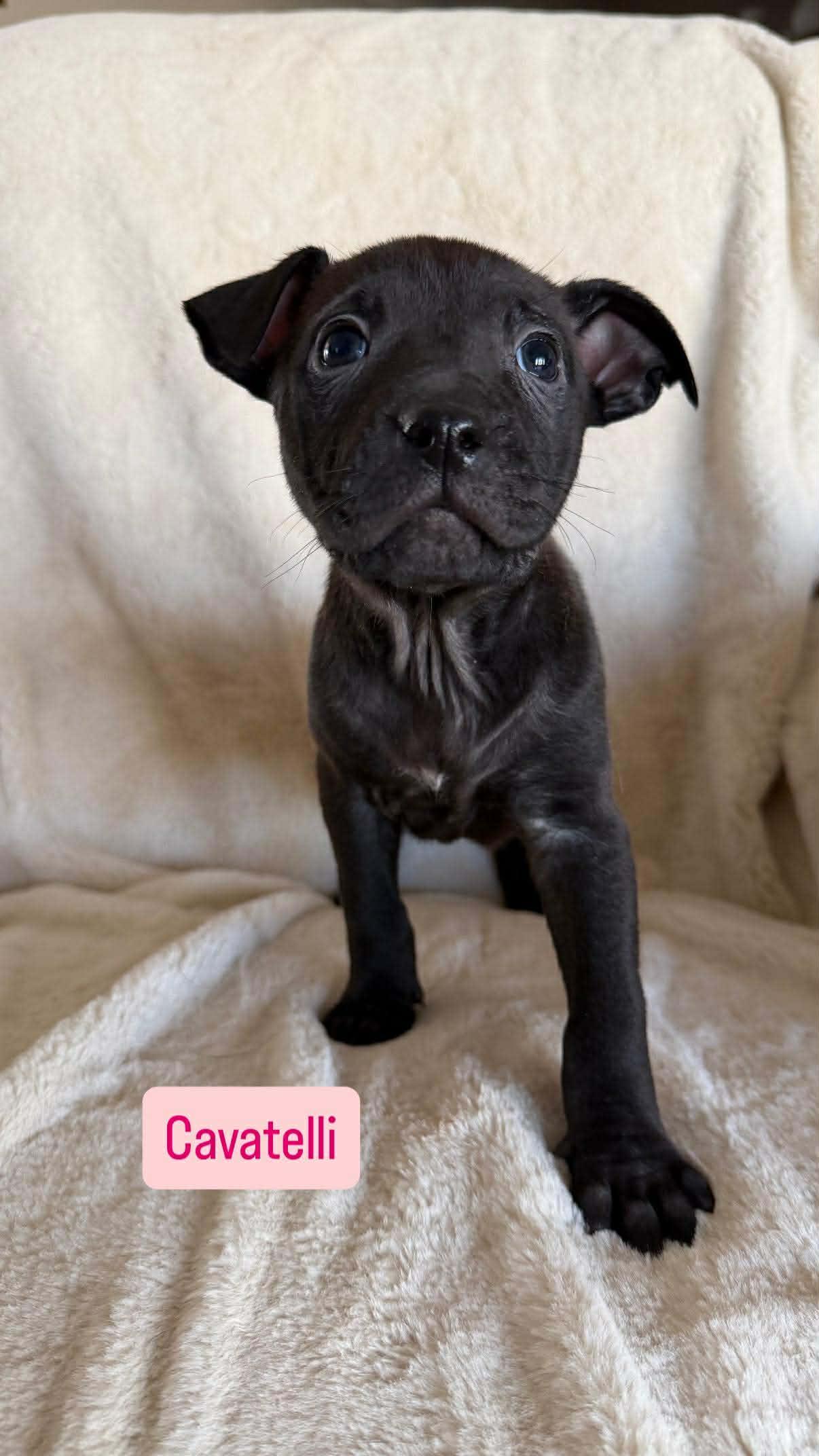 Cavatelli, a ADOPTABLE Pit Bull Terrier in Wichita Falls, TX image 3/3