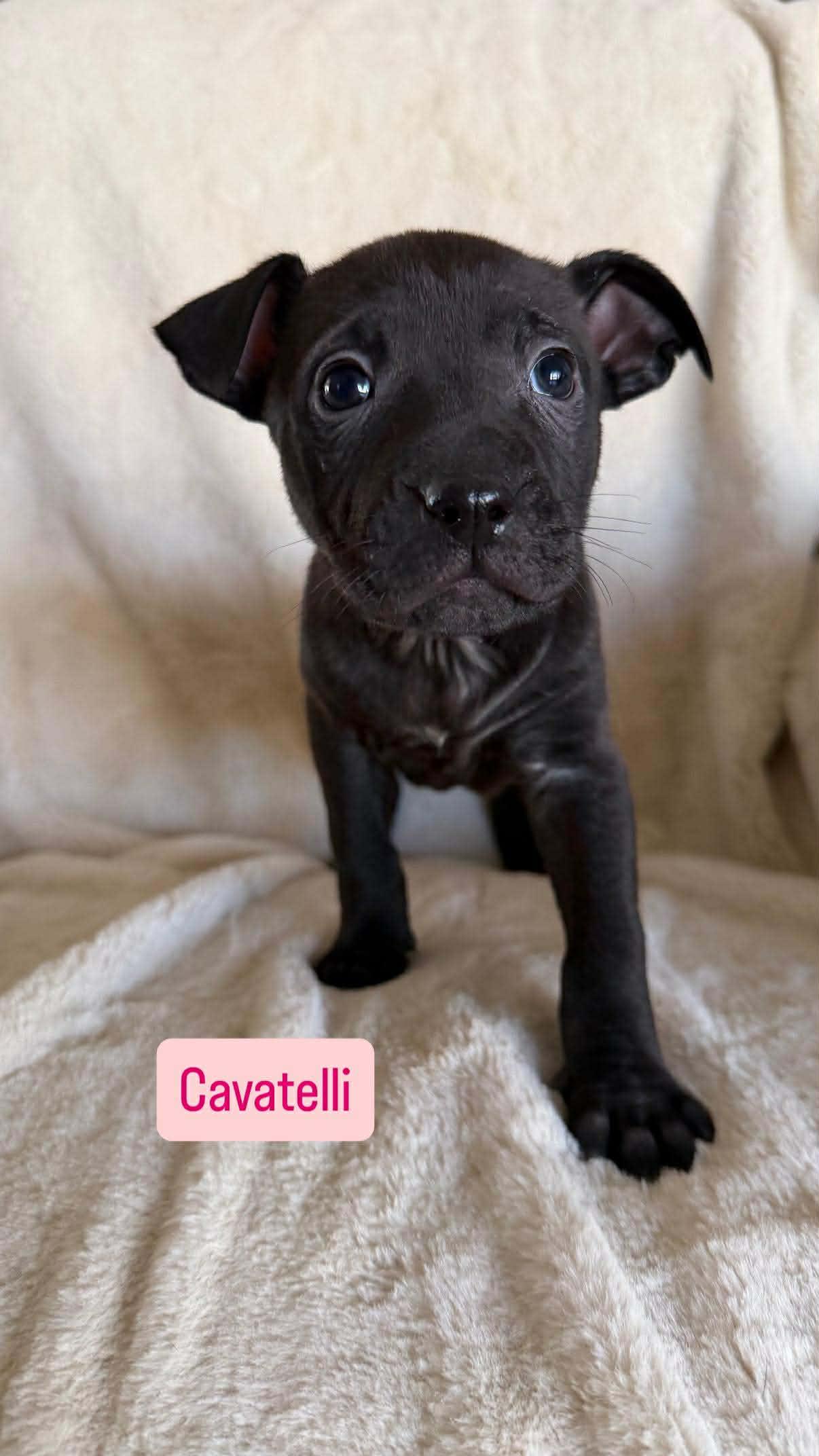 Cavatelli, a ADOPTABLE Pit Bull Terrier in Wichita Falls, TX image 1/3