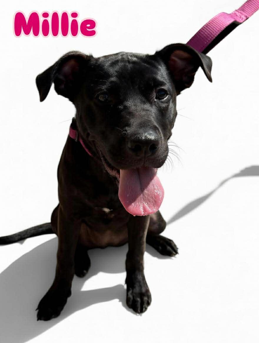 Enlarge Millie, an adoptable Pit Bull Terrier in Wichita Falls, TX image 2/2