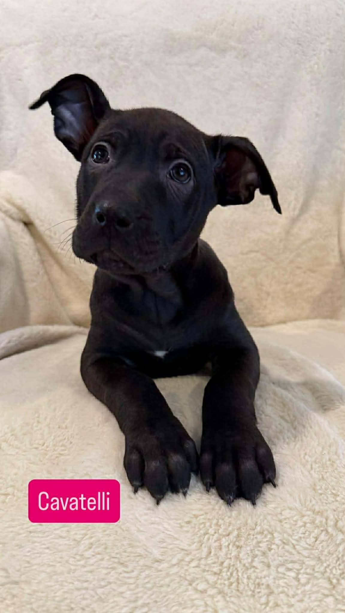 Cavatelli, an adoptable Pit Bull Terrier in Wichita Falls, TX image 2/6