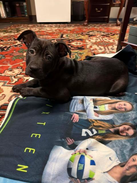 Cavatelli, an adoptable Pit Bull Terrier in Wichita Falls, TX image 1/6