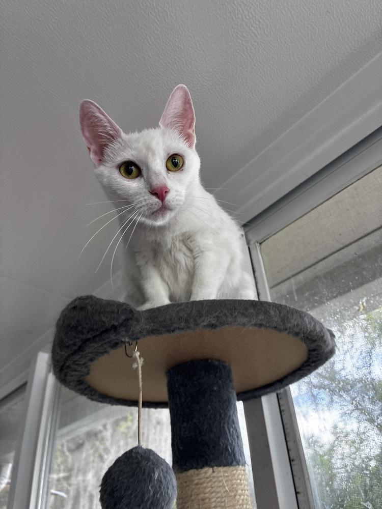 Mama Snow, Adoptable, Adult Female Domestic Short Hair.