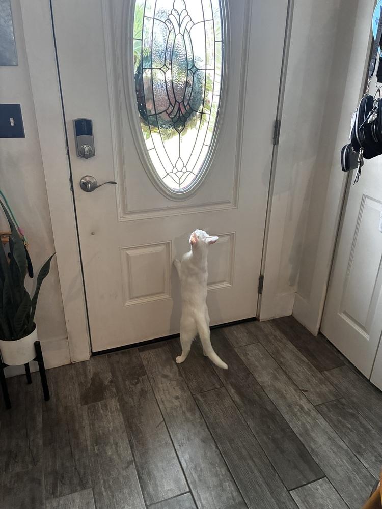 Enlarge Mama Snow, a Adoptable Domestic Short Hair in DELTONA, FL image 2/6