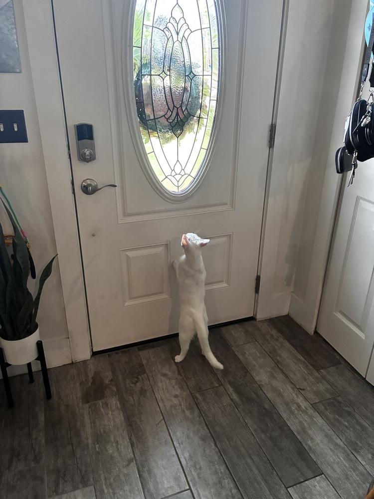 Enlarge Mama Snow, a Adoptable Domestic Short Hair in DELTONA, FL image 3/6