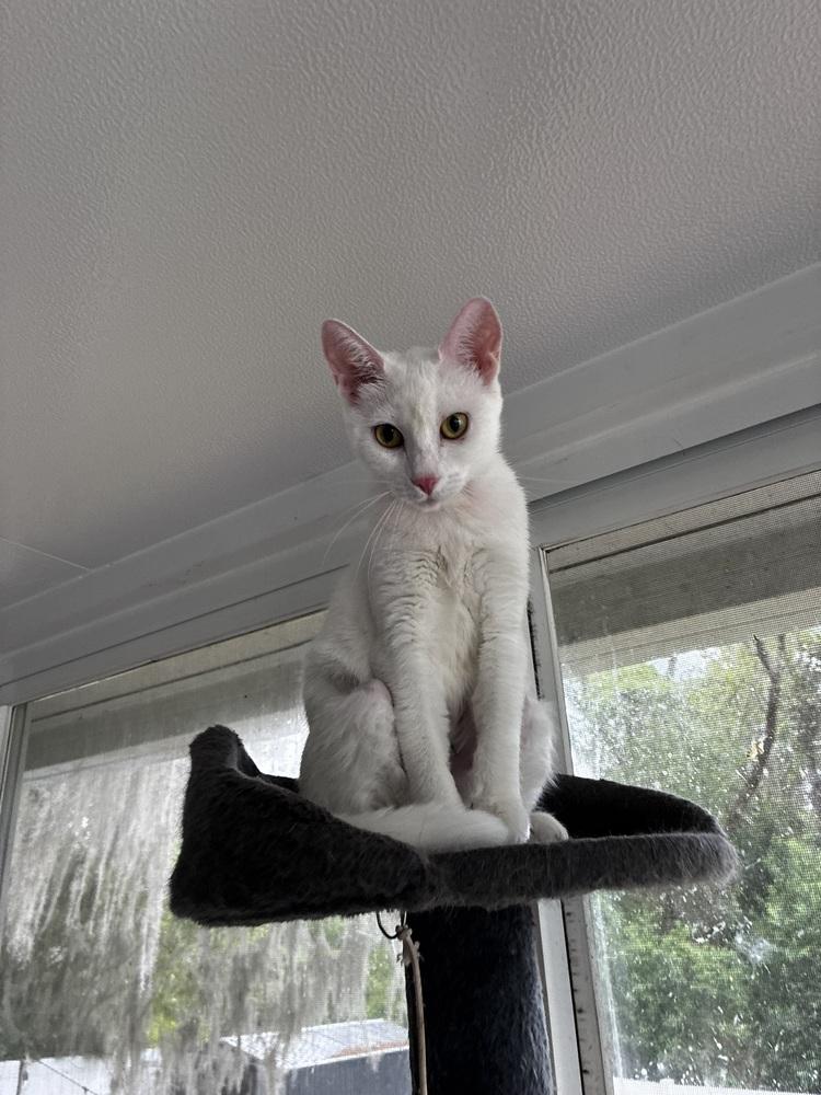 Enlarge Mama Snow, a Adoptable Domestic Short Hair in DELTONA, FL image 4/6