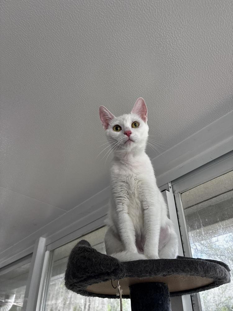 Enlarge Mama Snow, a Adoptable Domestic Short Hair in DELTONA, FL image 5/6