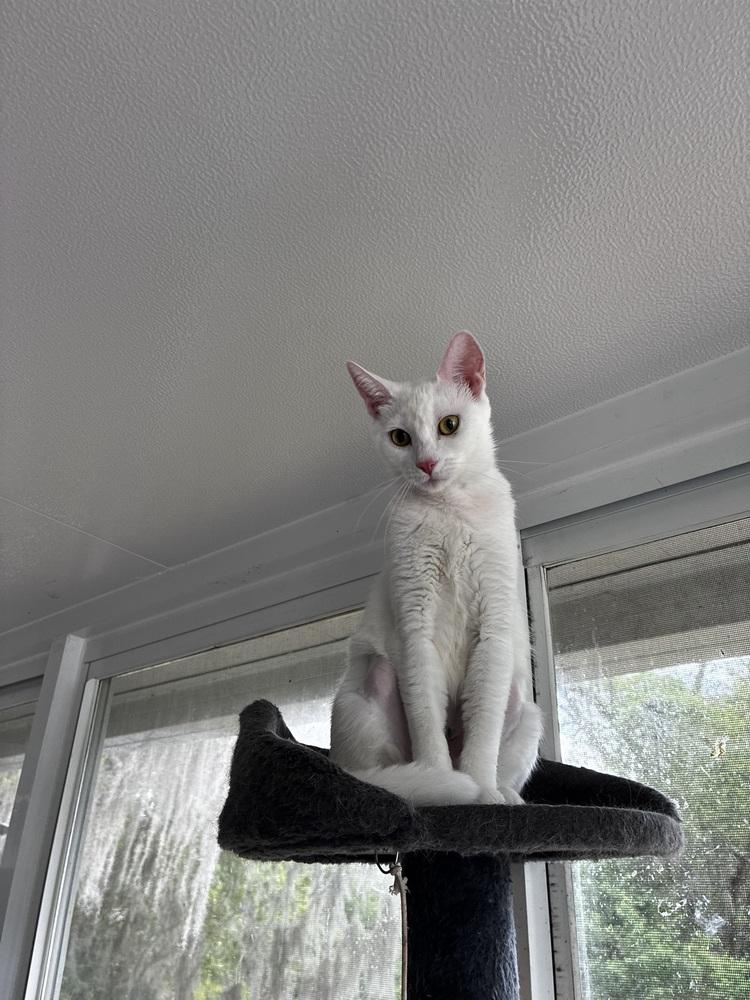 Enlarge Mama Snow, a Adoptable Domestic Short Hair in DELTONA, FL image 6/6