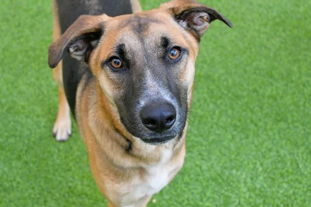 REX, Adoptable, Young Male German Shepherd Dog & Mixed Breed.