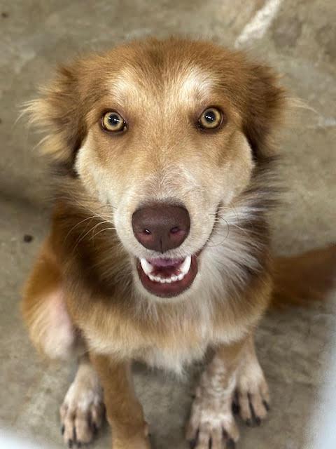 Enlarge Percy, a Adoptable mixed breed in Tahlequah, OK image 2/6