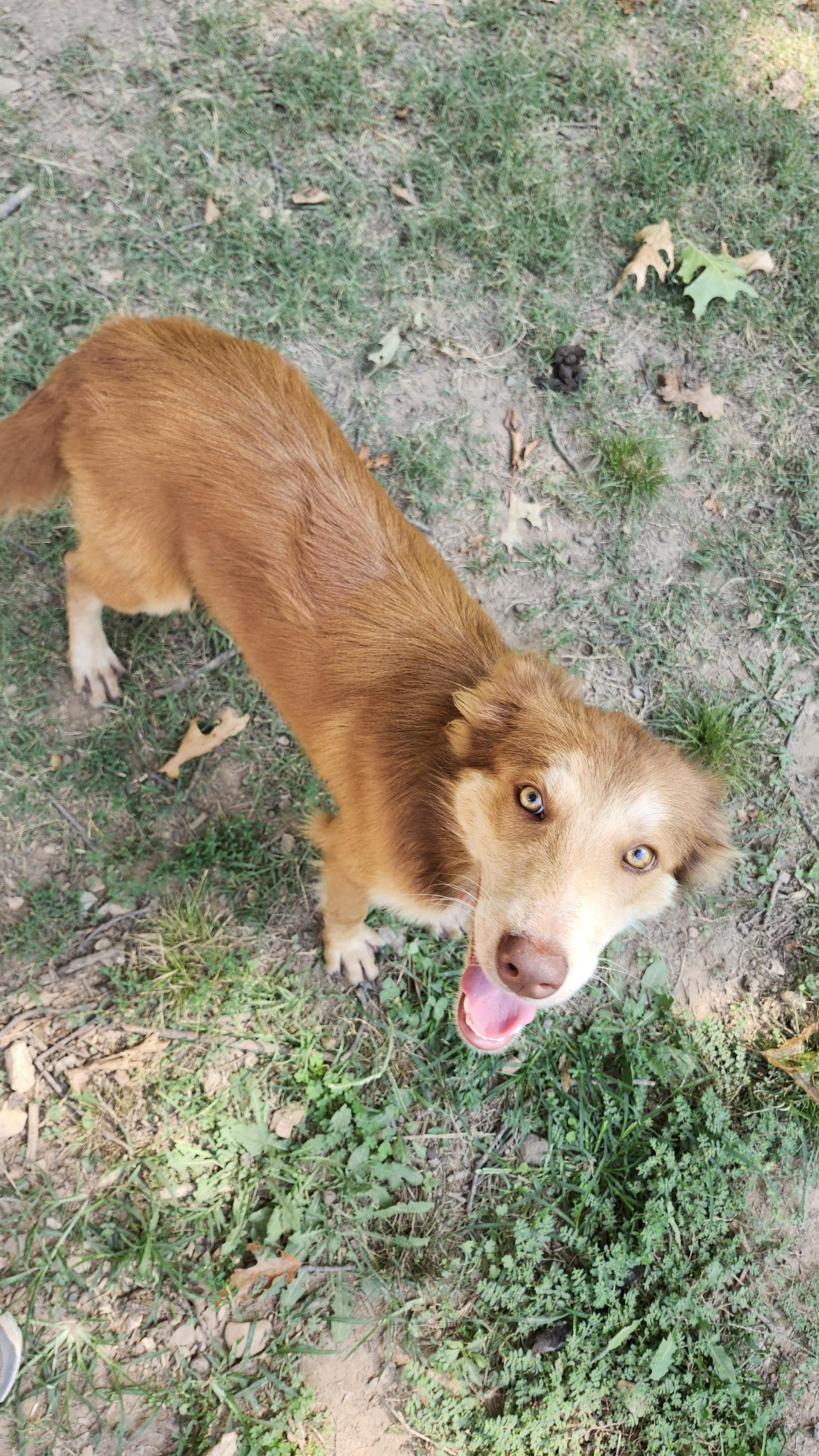 Percy, a Adoptable mixed breed in Tahlequah, OK image 3/4