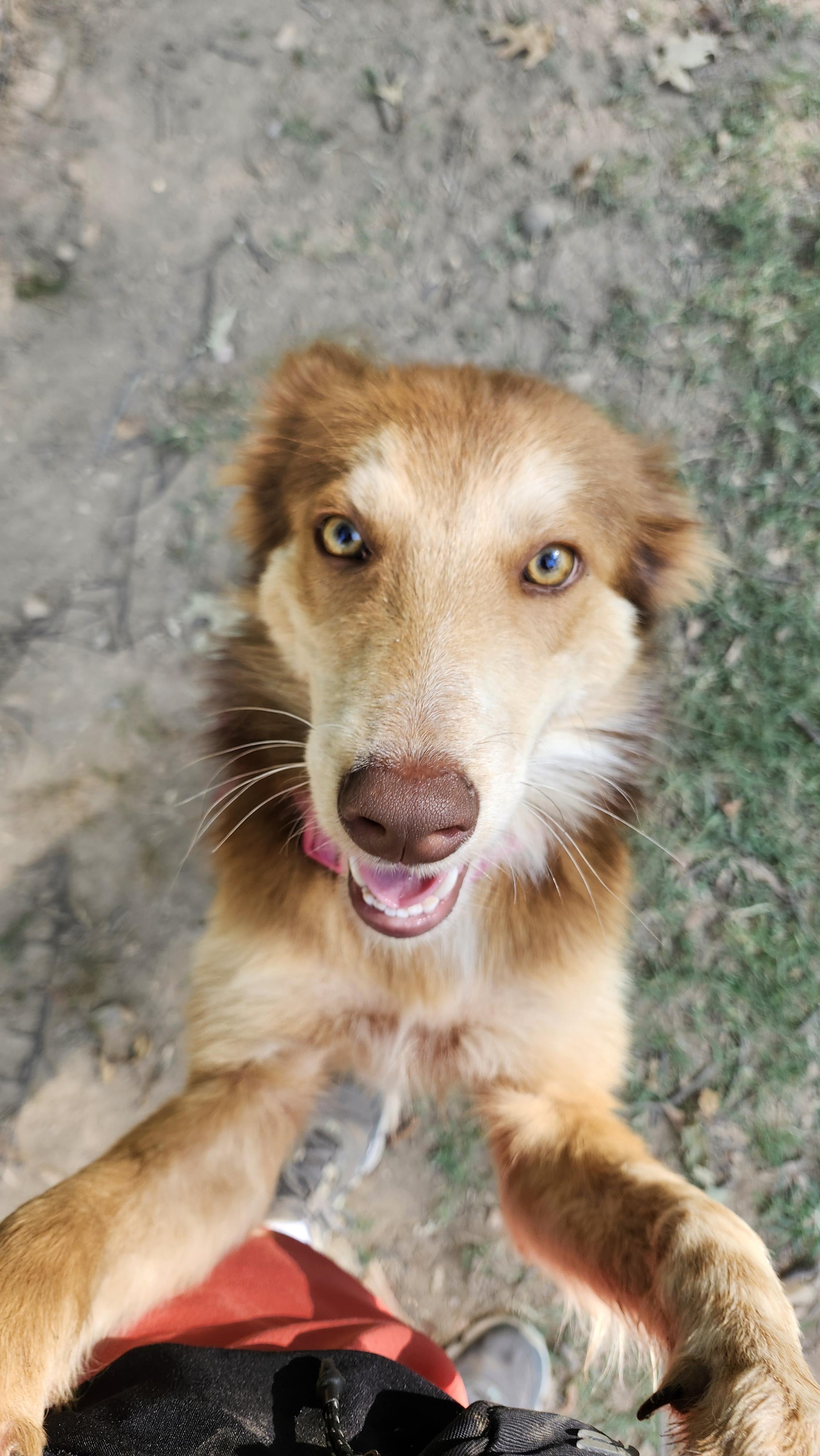 Percy, a Adoptable mixed breed in Tahlequah, OK image 2/4