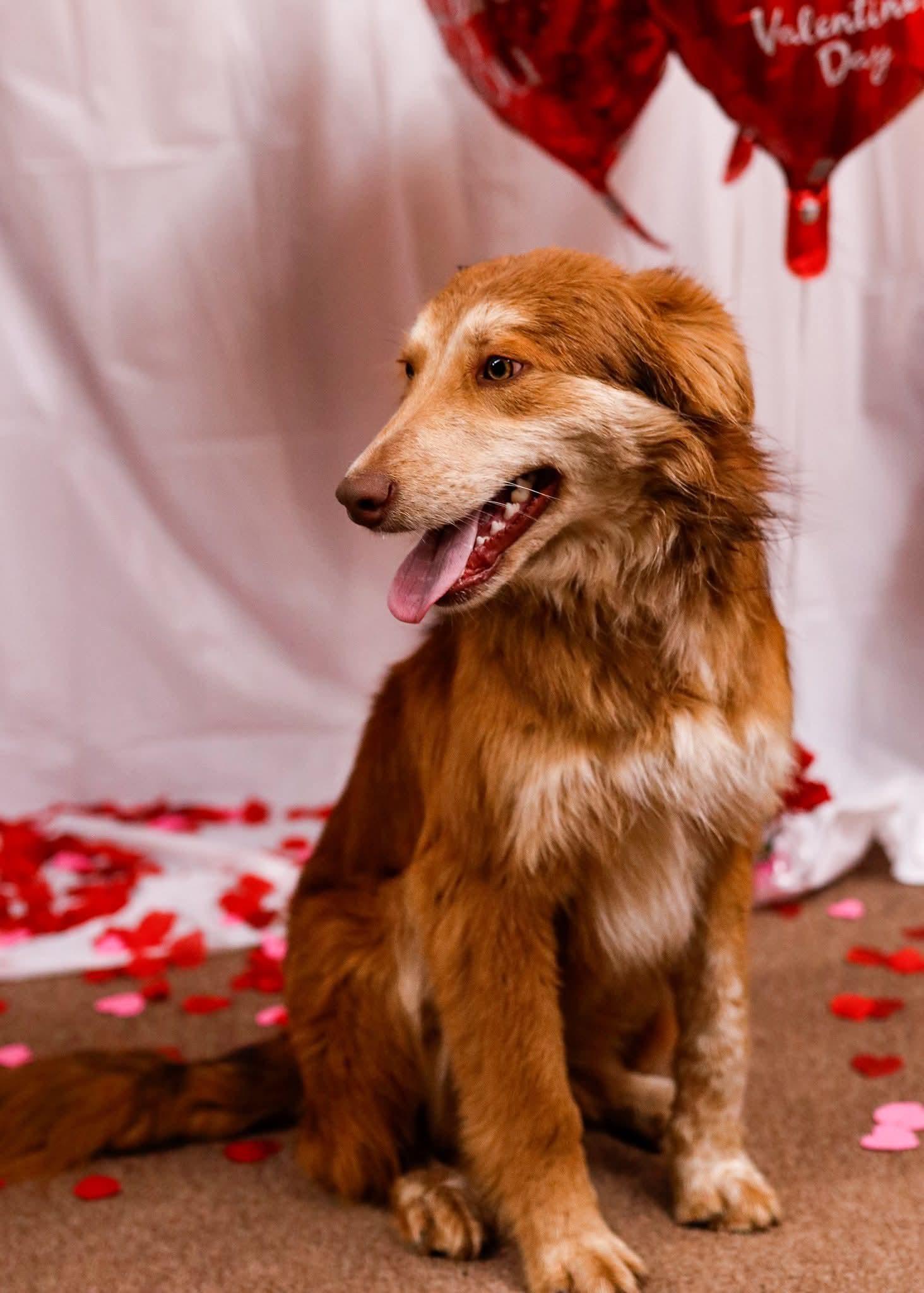 Enlarge Percy, a Adoptable mixed breed in Tahlequah, OK image 1/6