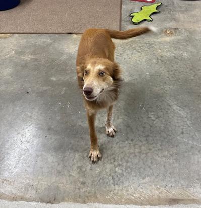 Percy, a Adoptable mixed breed in Tahlequah, OK image 4/4