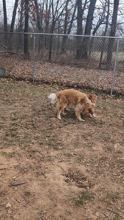 Enlarge Percy, a Adoptable mixed breed in Tahlequah, OK video 5/6