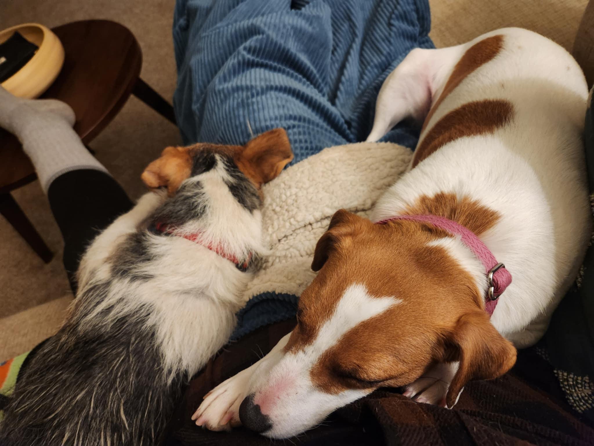 Enlarge Lenny Twin Falls, an adopted Jack Russell Terrier in Clatskanie, OR image 4/6