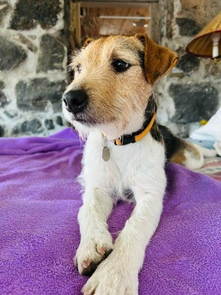 Enlarge Lenny Twin Falls, an adopted Jack Russell Terrier in Clatskanie, OR image 1/6