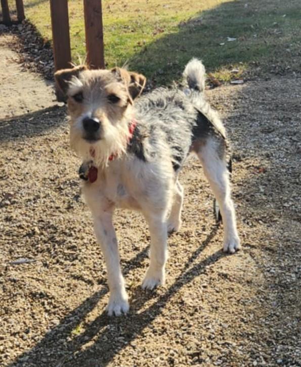Enlarge Lenny Twin Falls, an adopted Jack Russell Terrier in Clatskanie, OR image 5/6