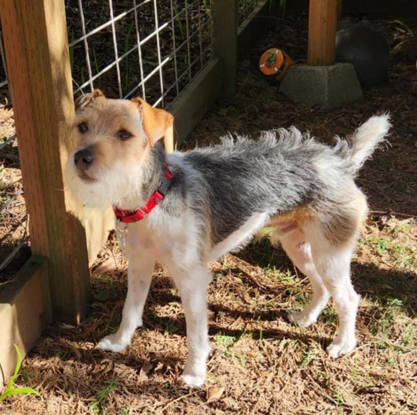 Enlarge Lenny Twin Falls, an adopted Jack Russell Terrier in Clatskanie, OR image 2/6