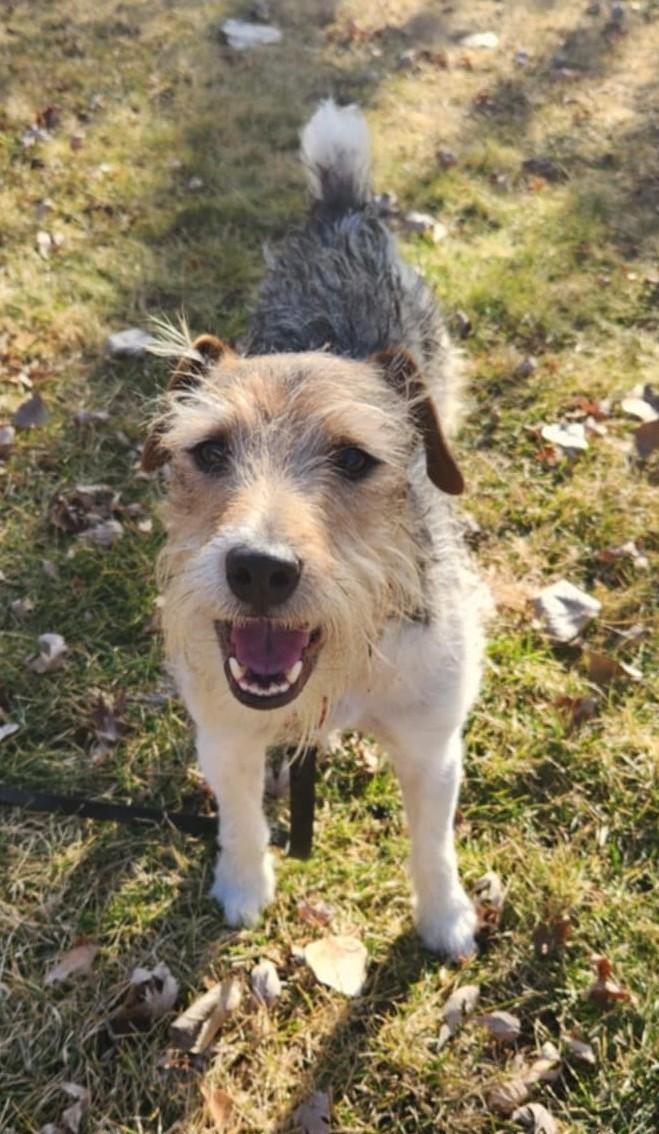 Enlarge Lenny Twin Falls, an adopted Jack Russell Terrier in Clatskanie, OR image 6/6
