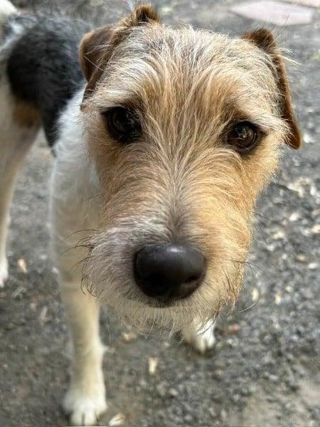Enlarge Lenny Twin Falls, an adopted Jack Russell Terrier in Clatskanie, OR image 3/6