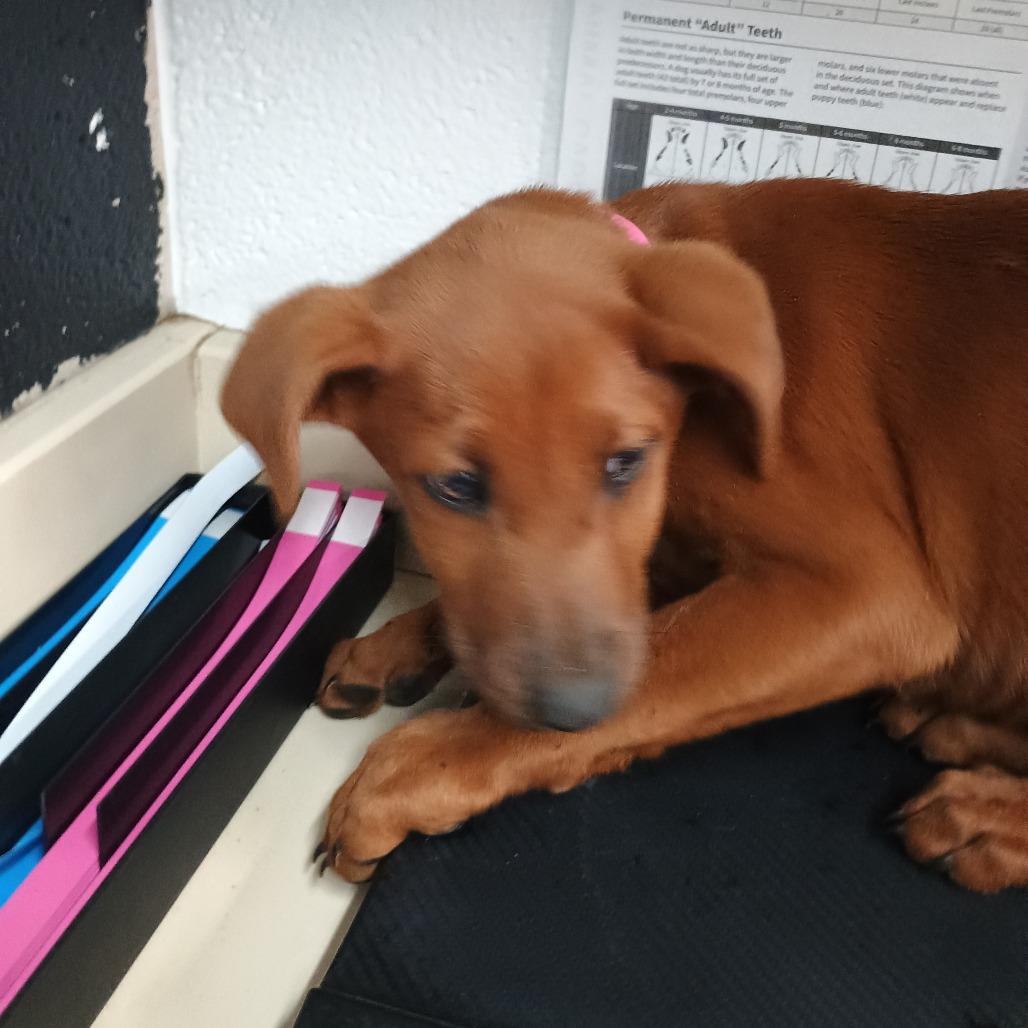 Lumi, Adoptable, Puppy Female Hound & Doberman Pinscher.