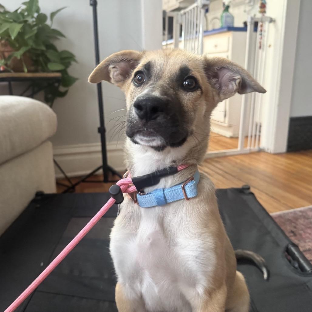 Enlarge Klementine, a Adoptable mixed breed in Lakewood, CO image 1/4