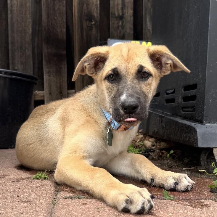 Enlarge Klementine, a Adoptable mixed breed in Lakewood, CO image 2/4