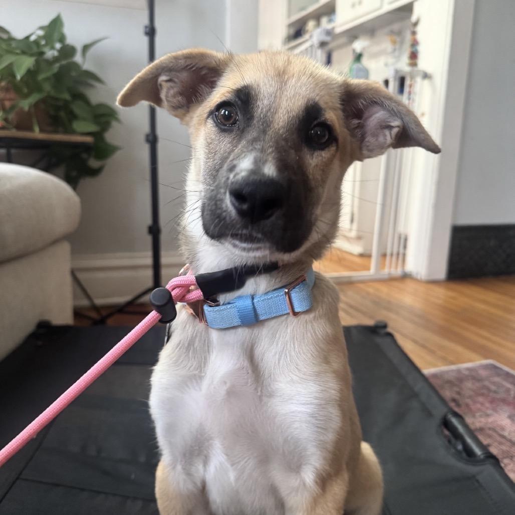 Enlarge Klementine, a Adoptable mixed breed in Lakewood, CO image 3/4
