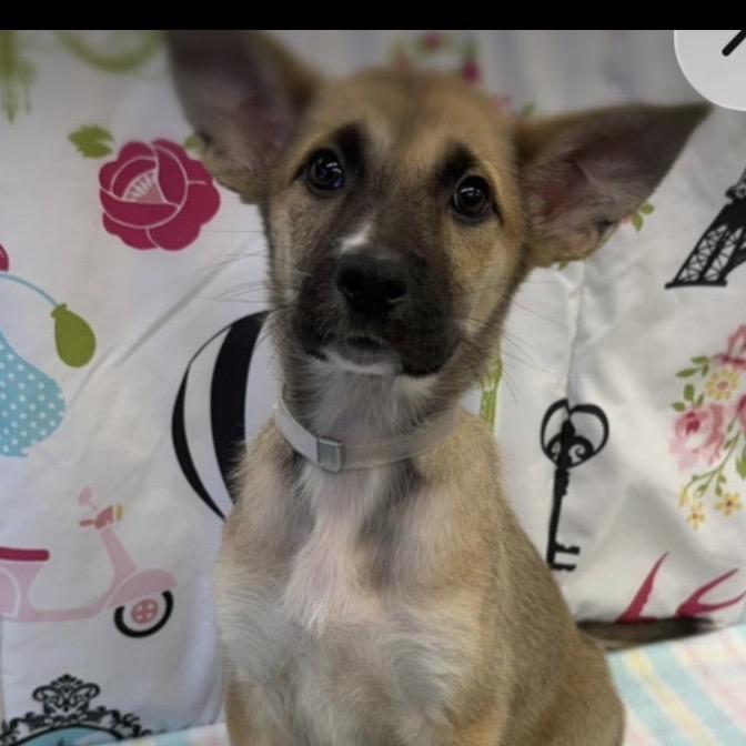 Enlarge Klementine, a Adoptable mixed breed in Lakewood, CO image 4/4