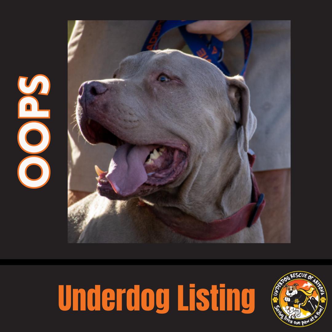 OOPS, Adopted, Adult Male Hound & Pit Bull Terrier.