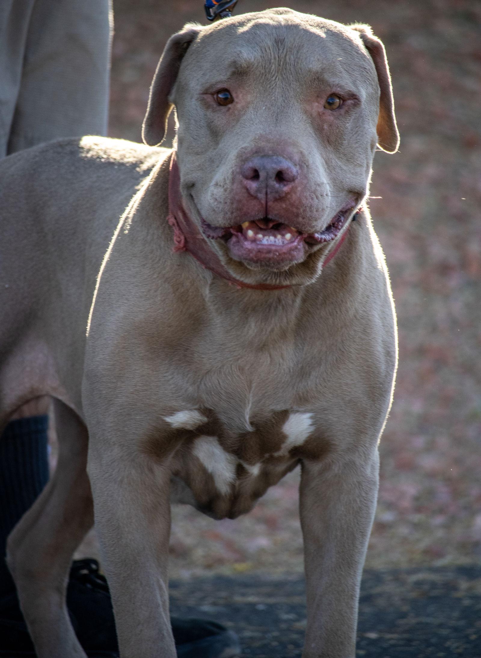 Enlarge OOPS, a Adopted mixed breed in Chandler, AZ image 3/3