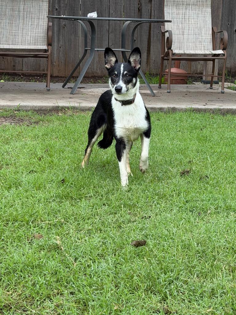 Tyler, Adoptable, Young Male Terrier.