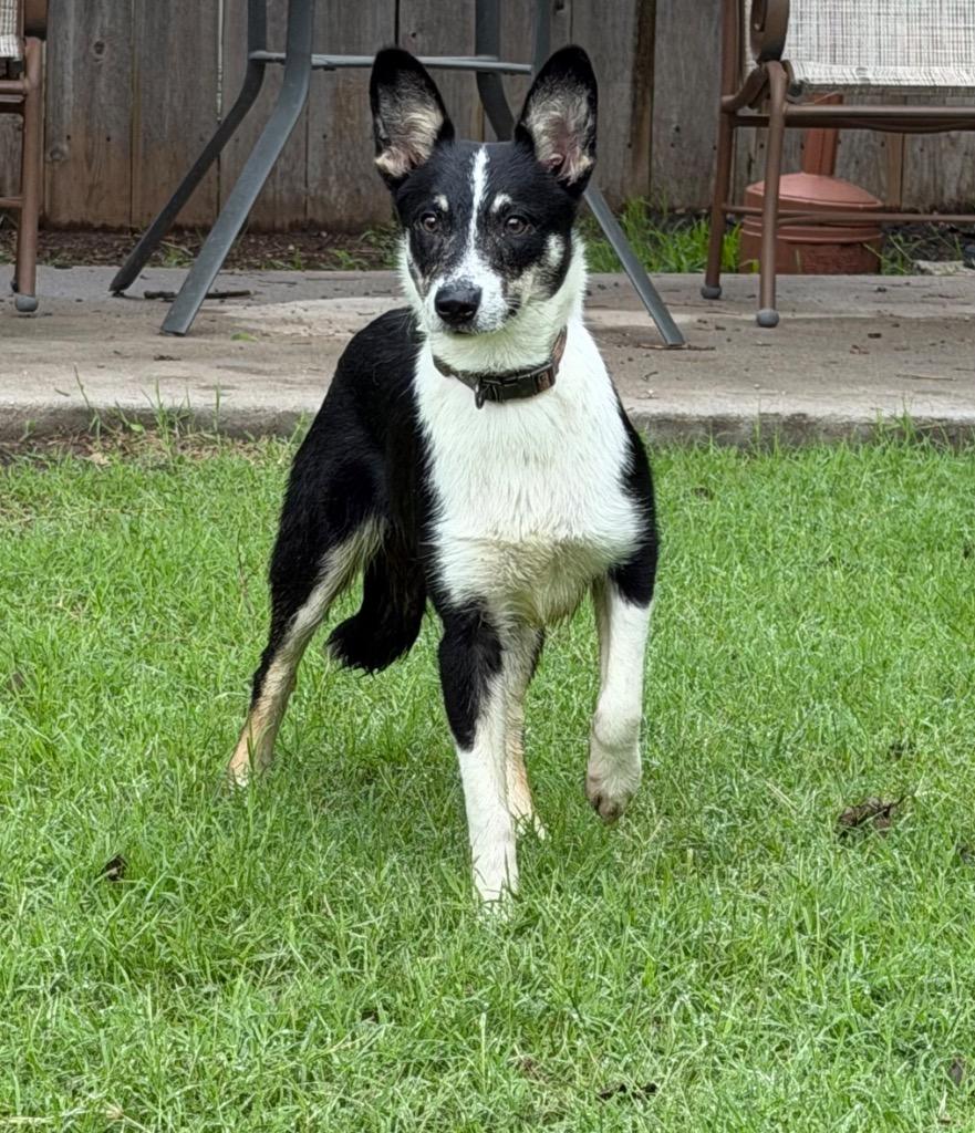Tyler, a Adoptable mixed breed in Great Bend, KS image 2/4