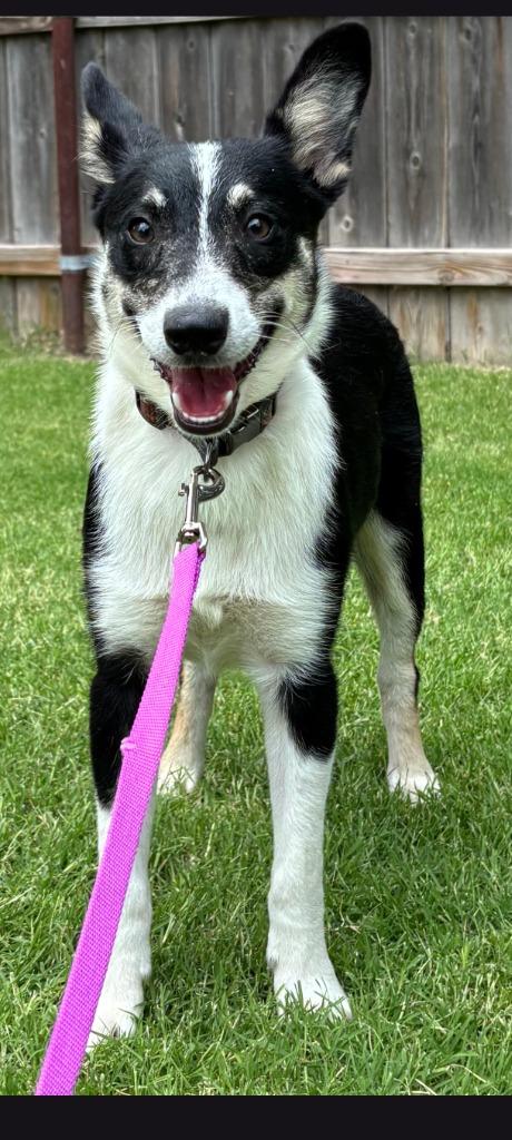 Tyler, a Adoptable mixed breed in Great Bend, KS image 3/4