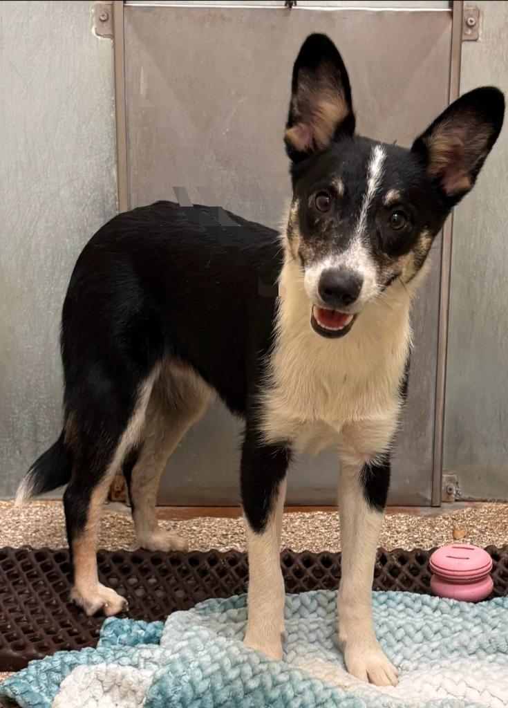 Tyler, a Adoptable mixed breed in Great Bend, KS image 4/4