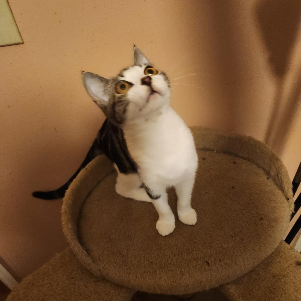 Enlarge Cleo, a Adoptable Domestic Short Hair in Pine Mountain, GA image 1/1