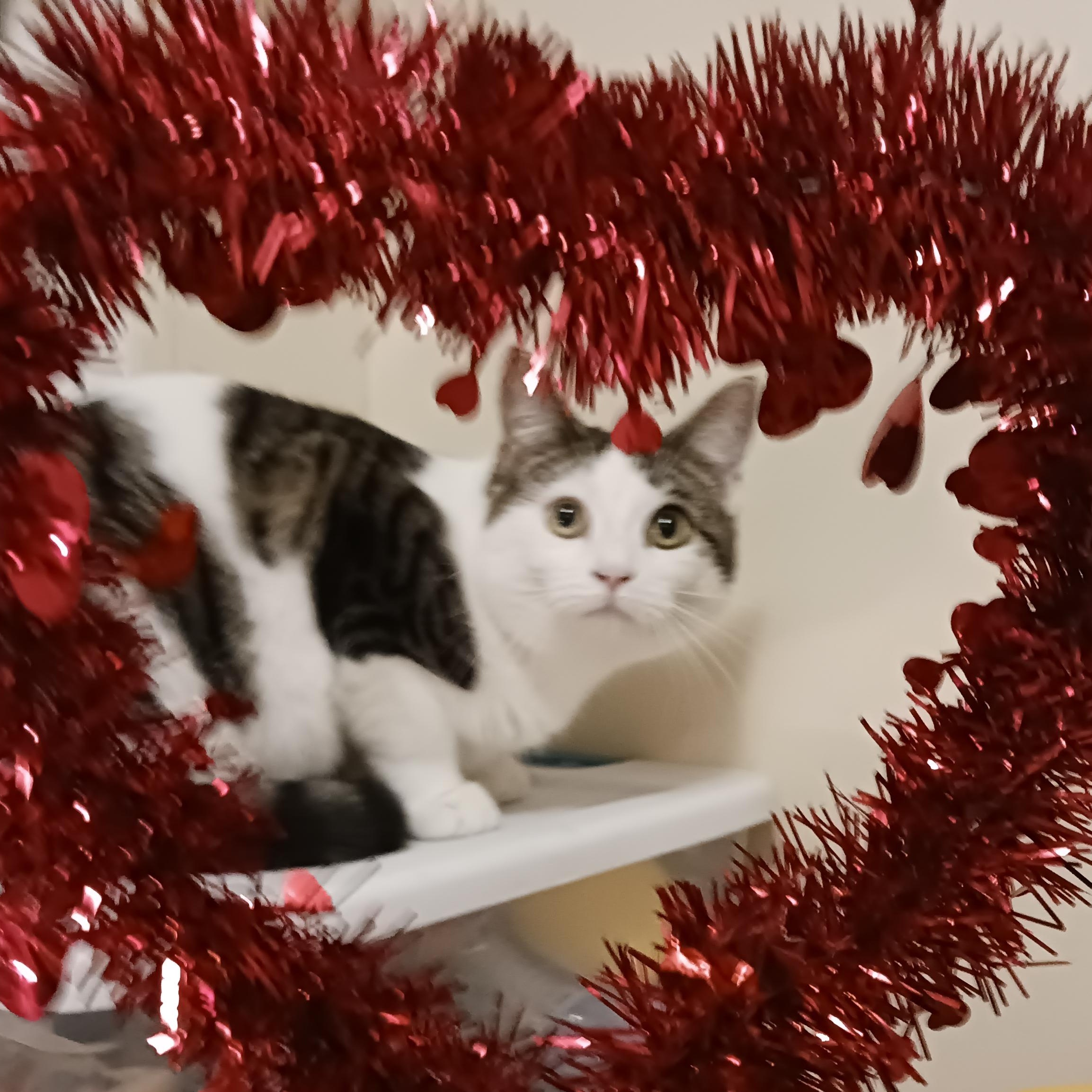 Enlarge Bonnie, a Adoptable Domestic Short Hair in St. Marys, WV image 3/6