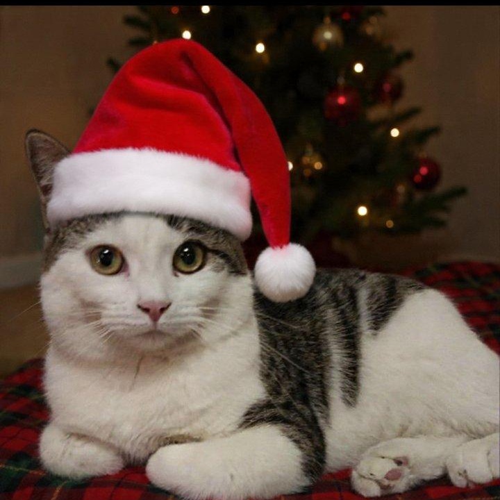 Enlarge Bonnie, a Adoptable Domestic Short Hair in St. Marys, WV image 1/6