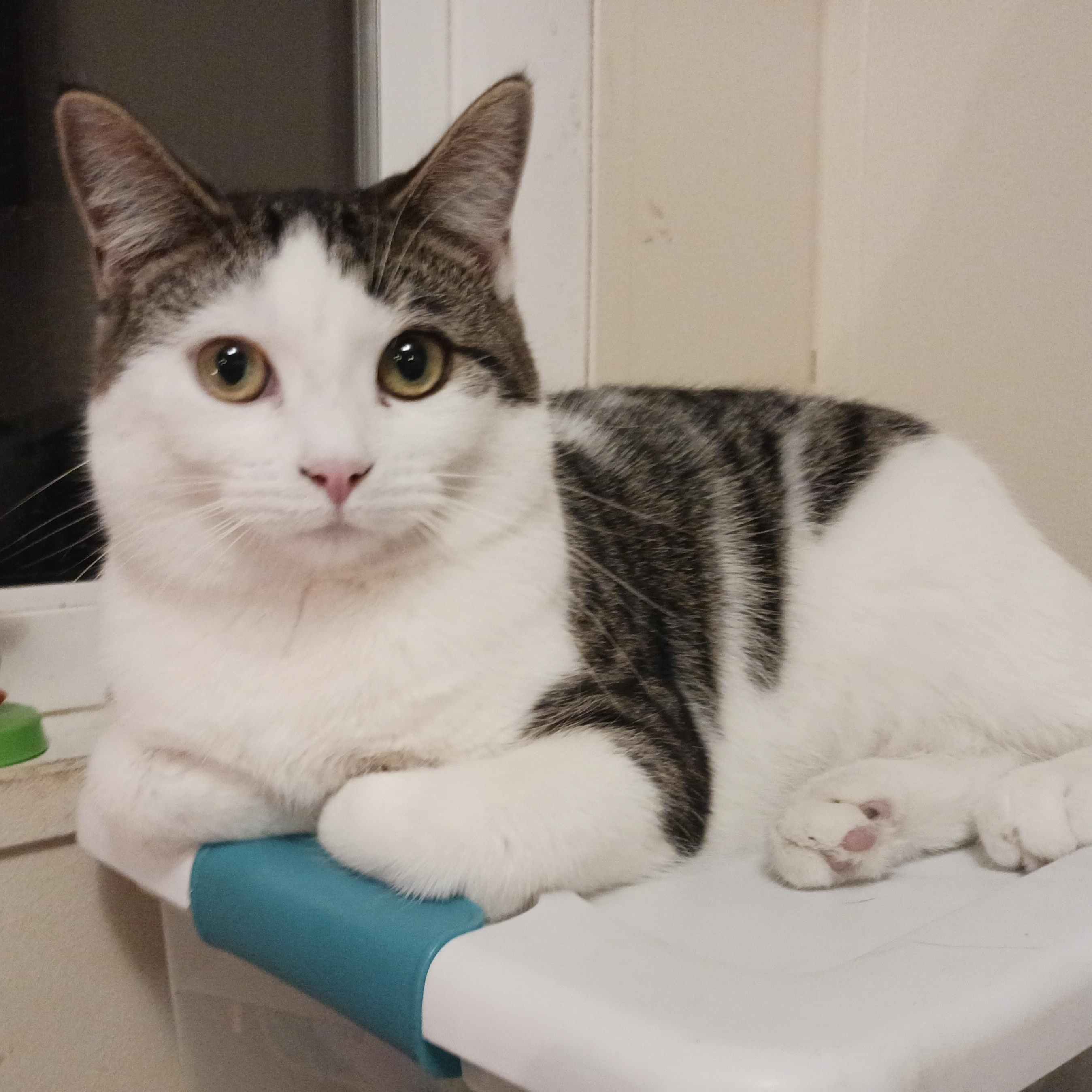 Bonnie, Adoptable, Kitten Female Domestic Short Hair.