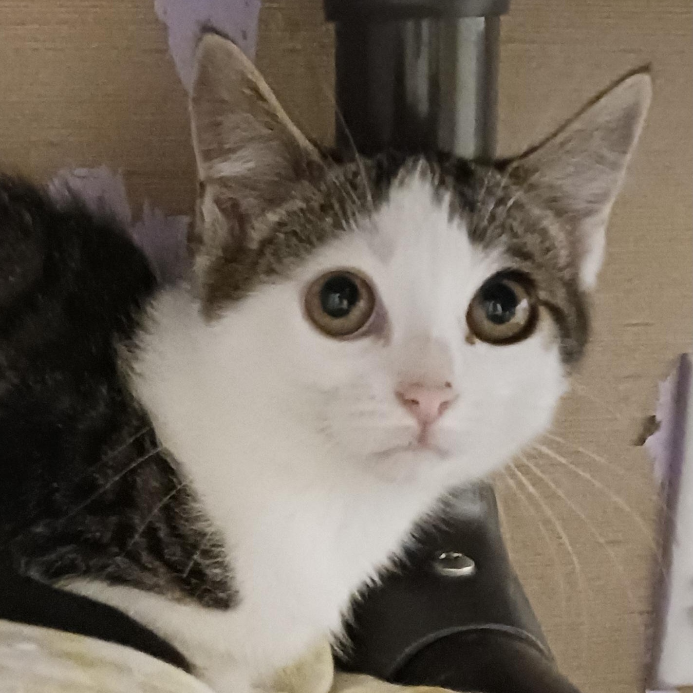 Enlarge Bonnie, a Adoptable Domestic Short Hair in St. Marys, WV image 5/6