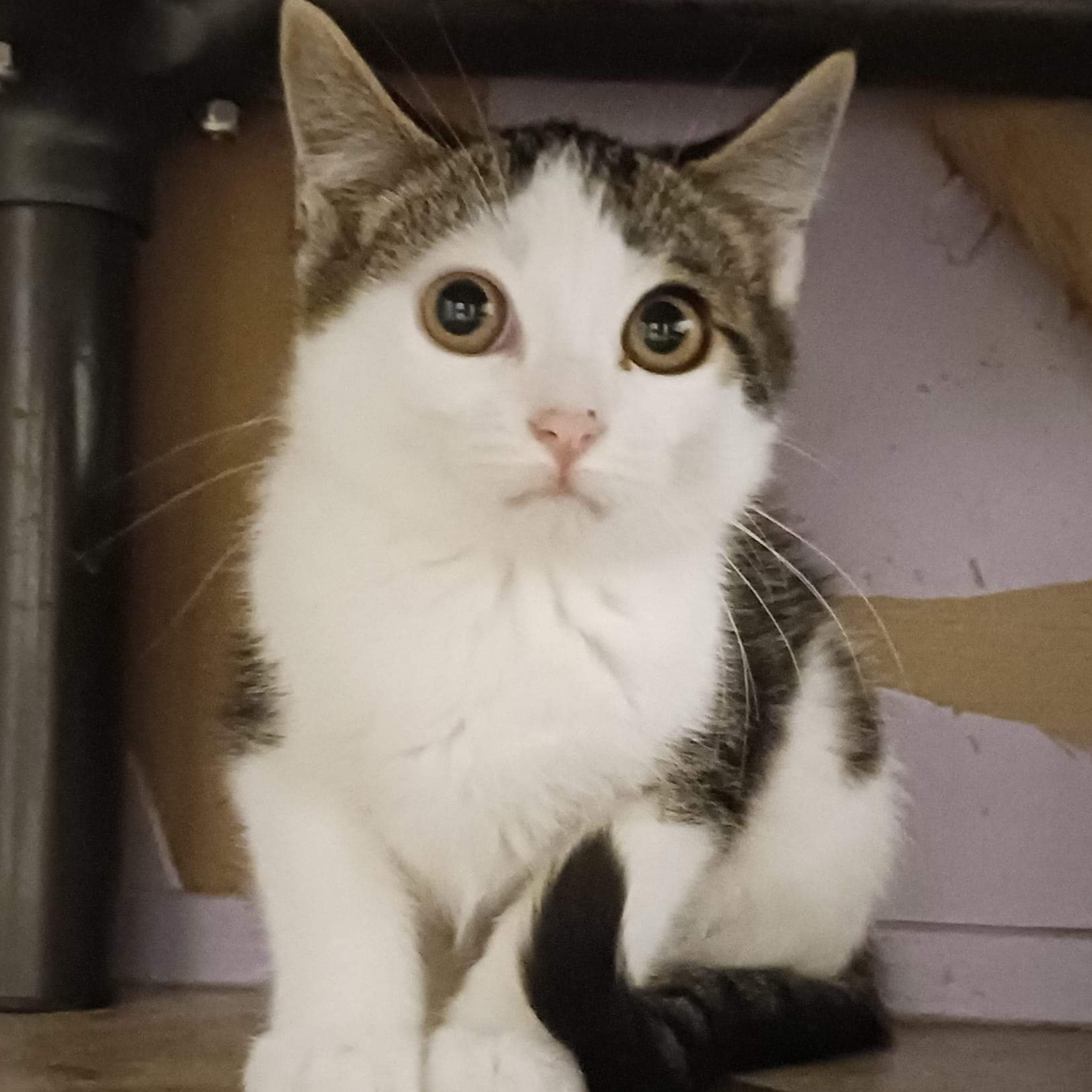 Enlarge Bonnie, a Adoptable Domestic Short Hair in St. Marys, WV image 6/6