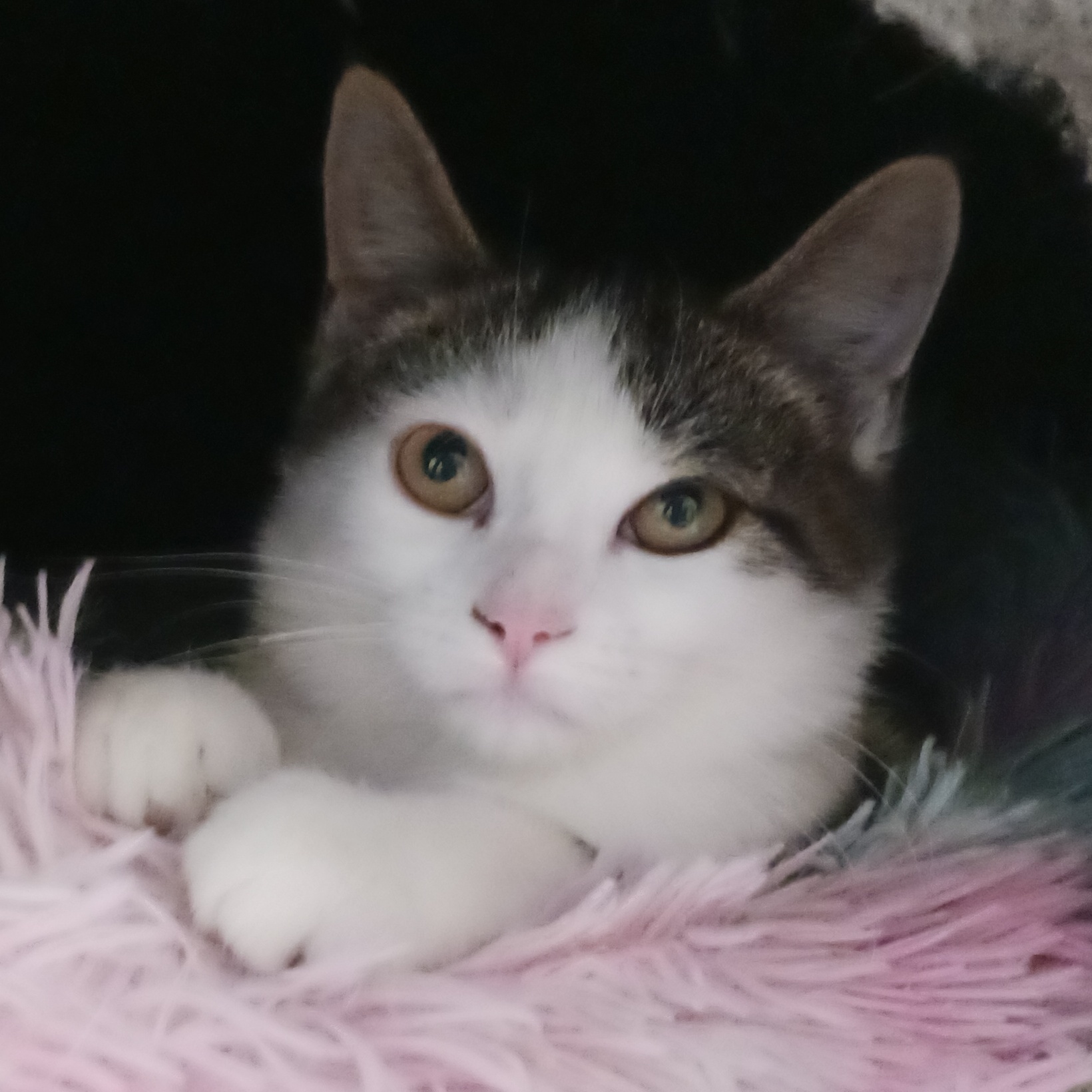 Enlarge Bonnie, a Adoptable Domestic Short Hair in St. Marys, WV image 4/6