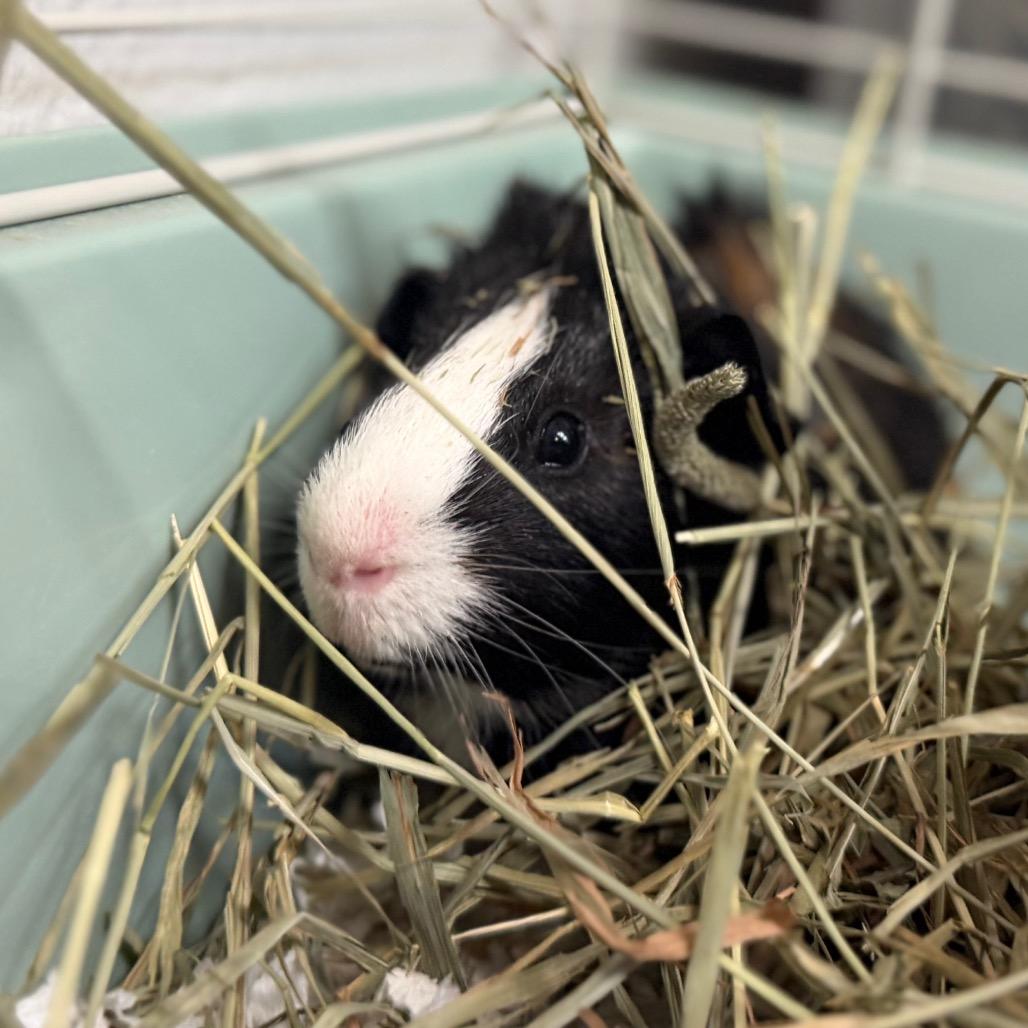 Kota, Adopted, Baby Male Guinea Pig.
